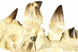 Fossil Mosasaur (Thalassotitan) Jaw Section with Teeth - Morocco #368247-8